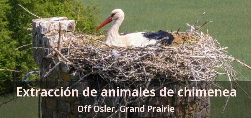 Extracción de animales de chimenea Off Osler, Grand Prairie - TX Extracción de animales de chimenea Off Osler, Grand Prairie - TX